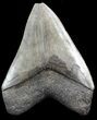 Glossy, Serrated, Fossil Megalodon Tooth #45099-2